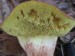 Xerocomus illudens