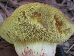 Xerocomus illudens