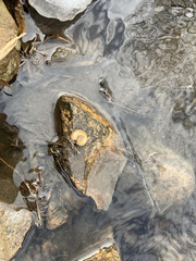 Planorbarius corneus