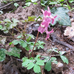 Corydalis caucasica