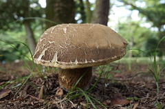 Retiboletus fuscus