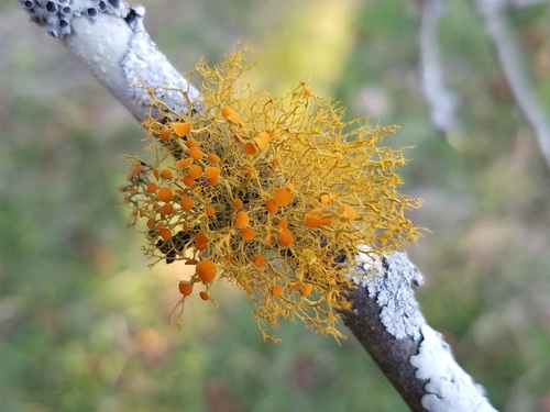 slender orange-bush (Teloschistes exilis)