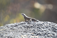 Sceloporus licki