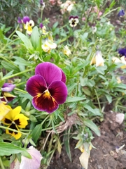 Viola × wittrockiana
