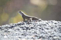 Sceloporus licki