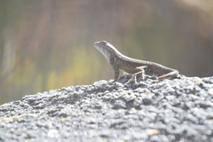 Sceloporus licki