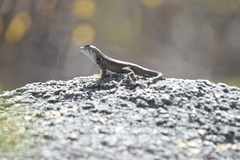 Sceloporus licki