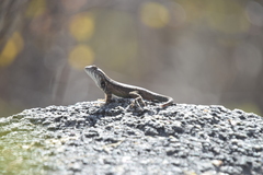 Sceloporus licki