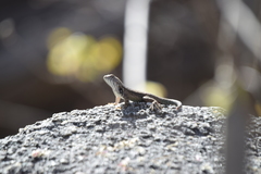 Sceloporus licki