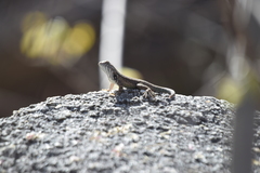 Sceloporus licki