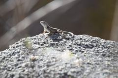 Sceloporus licki