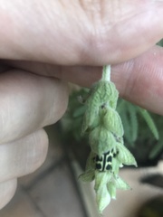 Astylus atromaculatus