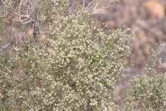 Galium stellatum eremicum