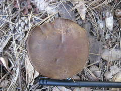 Media resource of Cyanoboletus pulverulentus