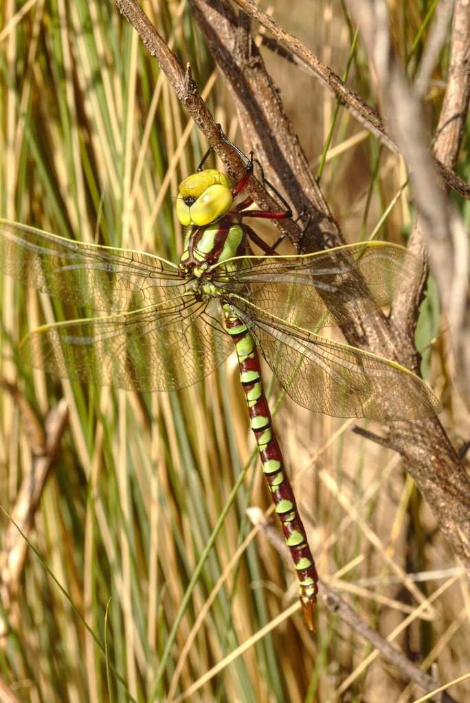 Castoraeschna decurvata