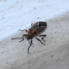 Ochrimnus lineoloides