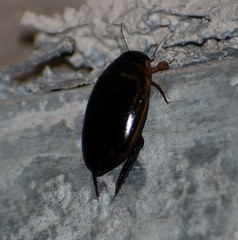 Thermonectus basillaris