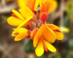 Pultenaea capitellata