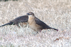 Quiscalus major