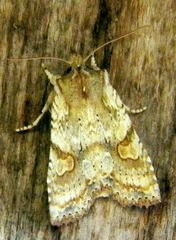 Lithophane bethunei