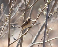 Phylloscopus collybita