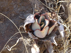 Echeveria rubromarginata
