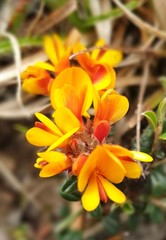 Pultenaea capitellata