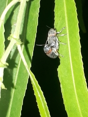 Pachybrachis thoracicus