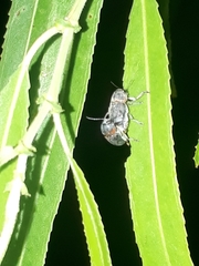 Pachybrachis thoracicus