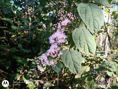 Bartlettina oresbia