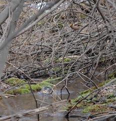 Coccothraustes coccothraustes