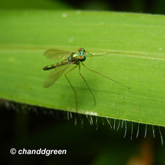Chrysosoma globiferum