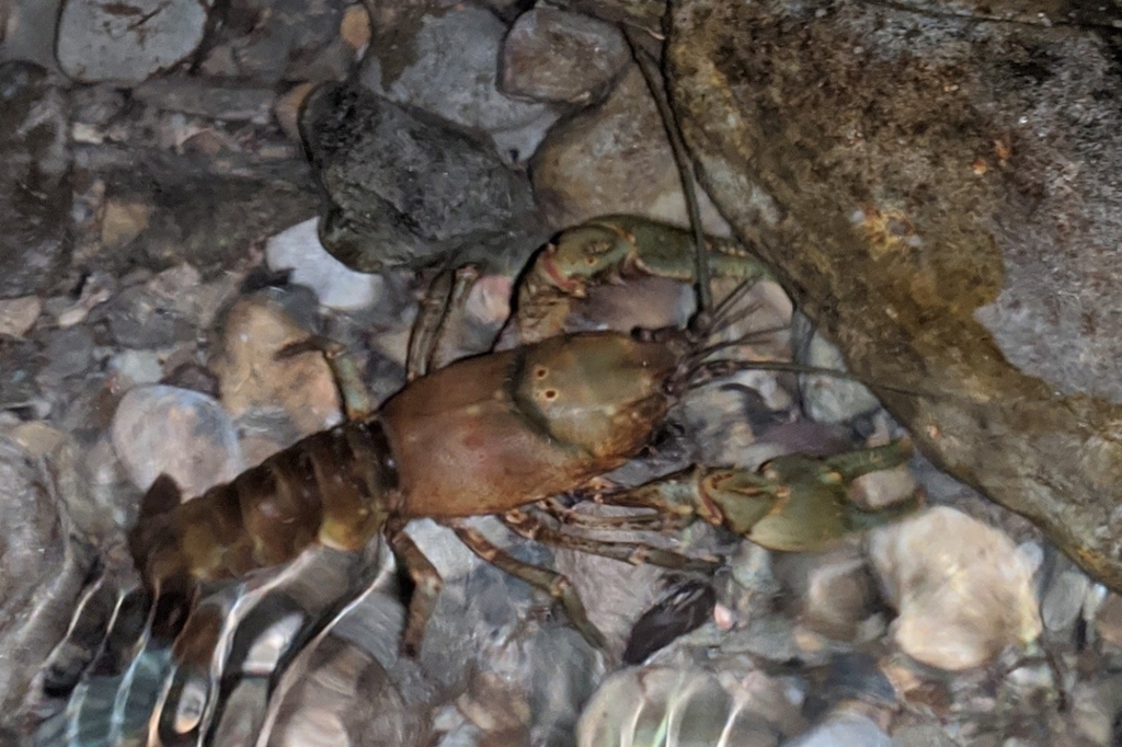 Common Crayfish