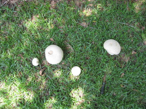 Calvatia cyathiformis image