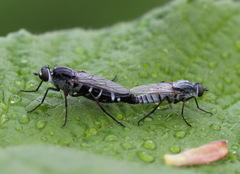 Psilocephala imberbis