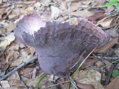 Calvatia cyathiformis image