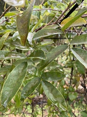 Millettia