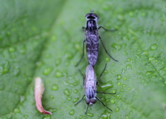 Psilocephala imberbis