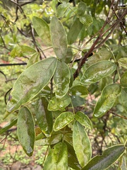 Millettia