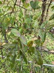 Millettia