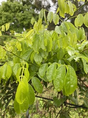 Millettia