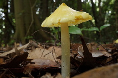 Entoloma murrayi