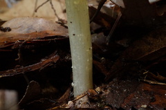 Entoloma murrayi