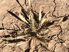 Tragus berteronianus