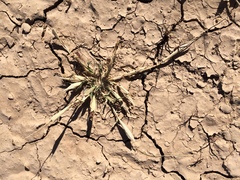 Tragus berteronianus