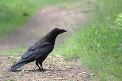 Corvus corax