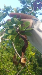 Pithecellobium keyense