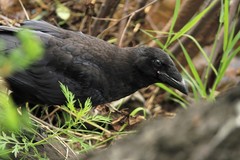 Corvus corax