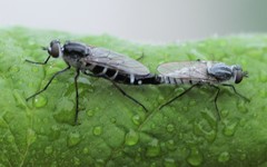 Psilocephala imberbis