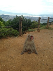 Macaca fuscata fuscata